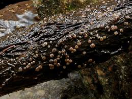 Attēlu rezultāti vaicājumam “Vibrissea decolorans”