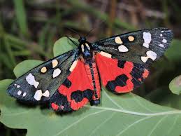 Attēlu rezultāti vaicājumam “Callimorpha dominula”