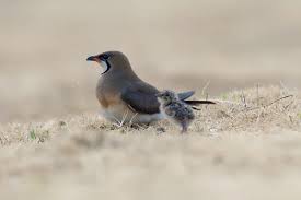 Image result for Glareola maldivarum