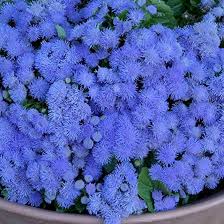 Image result for Ageratum houstonianum