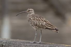 Attēlu rezultāti vaicājumam “Numenius phaeopus”