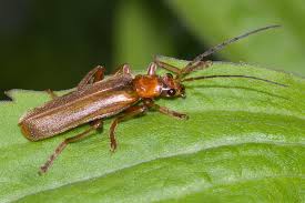 Attēlu rezultāti vaicājumam “Cantharis figurata”