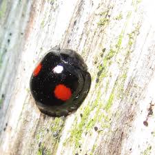 Attēlu rezultāti vaicājumam “Chilocorus renipustulatus”