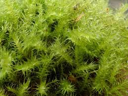 Attēlu rezultāti vaicājumam “Campylium stellatum”