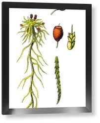 Attēlu rezultāti vaicājumam “Sphagnum capillifolium”