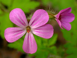Attēlu rezultāti vaicājumam “Geranium robertianum flower”