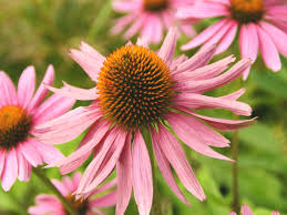 Image result for Sonnenhut