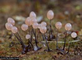 Attēlu rezultāti vaicājumam “Comatricha fragilis stalked”