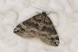 Attēlu rezultāti vaicājumam “Perizoma bifaciata”