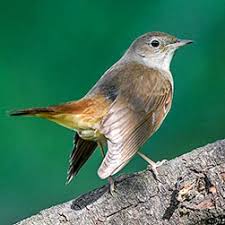 Image result for Luscinia sibilans