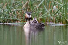 Attēlu rezultāti vaicājumam “Podiceps cristatus nest”