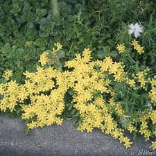 Image result for Mauerpfeffer