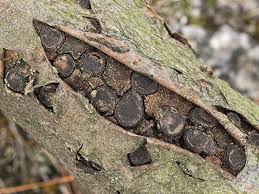 Attēlu rezultāti vaicājumam “Biscogniauxia marginata”