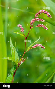 Attēlu rezultāti vaicājumam “Persicaria lapathifolia flower”