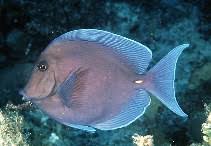 Image result for Acanthurus coeruleus