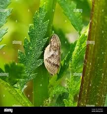 Attēlu rezultāti vaicājumam “Lepyronia coleoptrata”