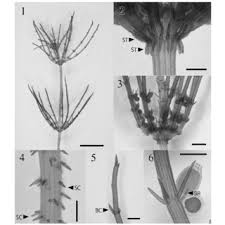 Attēlu rezultāti vaicājumam “Chara rudis”