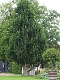 Attēlu rezultāti vaicājumam “Ulmus glabra”