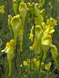 Attēlu rezultāti vaicājumam “Linaria loeselii flower”
