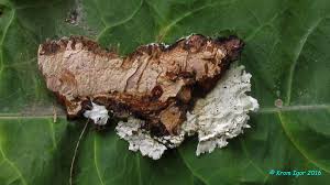 Attēlu rezultāti vaicājumam “Junghuhnia pseudozilingiana”