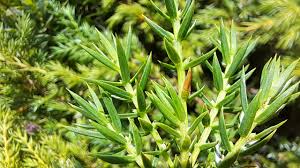 Attēlu rezultāti vaicājumam “Juniperus communis leaf”