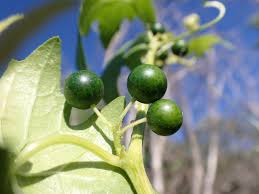 Attēlu rezultāti vaicājumam “Bryonia alba fruit”