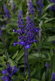 Image result for Salvie