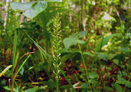 Attēlu rezultāti vaicājumam “Malaxis monophyllos leaf”