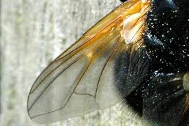 Attēlu rezultāti vaicājumam “Mesembrina meridiana”