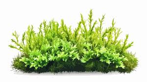 Attēlu rezultāti vaicājumam “Hypnum cupressiforme”