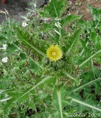 Attēlu rezultāti vaicājumam “Sonchus asper leaf”