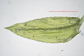 Attēlu rezultāti vaicājumam “Eurhynchium hians”