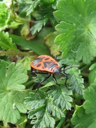 Attēlu rezultāti vaicājumam “Pyrrhocoris apterus imago”