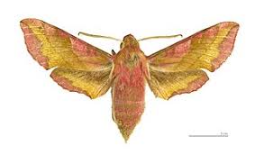 Attēlu rezultāti vaicājumam “Deilephila porcellus”