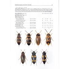 Attēlu rezultāti vaicājumam “Tetratomidae”