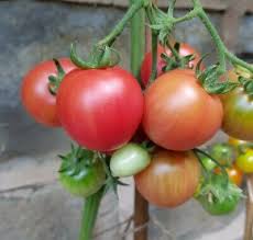 Afbeeldingsresultaat voor brandywine cherry tomato