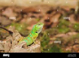 Attēlu rezultāti vaicājumam “Sauria”