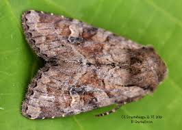 Attēlu rezultāti vaicājumam “Apamea sordens”