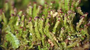 Attēlu rezultāti vaicājumam “Anastrophyllum hellerianum”