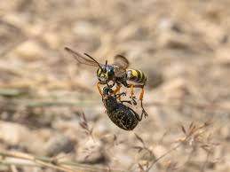 Attēlu rezultāti vaicājumam “Cerceris arenaria”