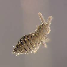 Attēlu rezultāti vaicājumam “Collembola”