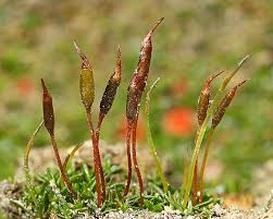 Attēlu rezultāti vaicājumam “Aloina rigida sporophyte”