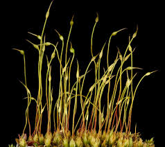 Attēlu rezultāti vaicājumam “Funaria hygrometrica sporophyte”