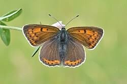 Attēlu rezultāti vaicājumam “Lycaena hippothoe male”