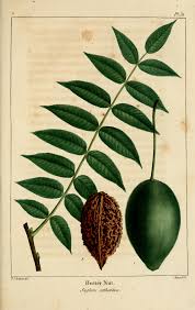 Attēlu rezultāti vaicājumam “Juglans cinerea”