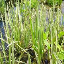 Attēlu rezultāti vaicājumam “Glyceria maxima fruit”