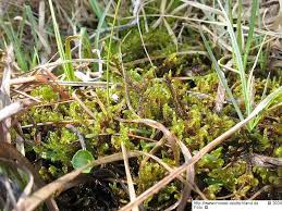 Attēlu rezultāti vaicājumam “Hamatocaulis vernicosus”