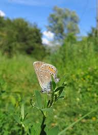 Attēlu rezultāti vaicājumam “Agrodiaetus amandus”