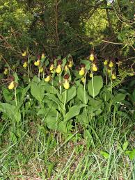 Attēlu rezultāti vaicājumam “Cypripedium calceolus”