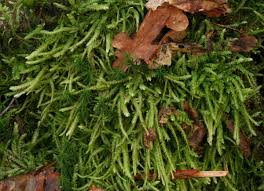 Attēlu rezultāti vaicājumam “Plagiothecium sp.”